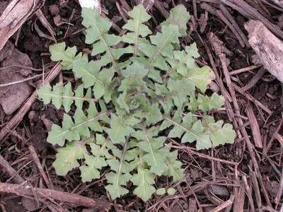 Sisymbrium altissimum (5006628634)
