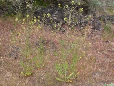Sisymbrium altissimum (5006629120)