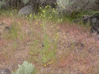 Sisymbrium altissimum (5006016669)