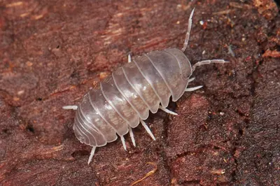 Venezillo microphthalmus 167693000
