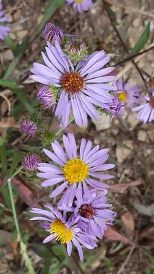 Symphyotrichum foliaceum 152584402