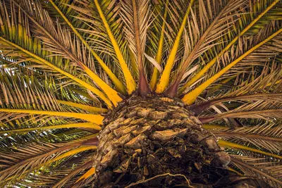 Morro Bay Palm Tree California (28276179874)