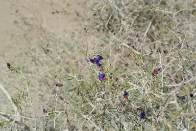 Psorothamnus spinosus flower Anza Borrego