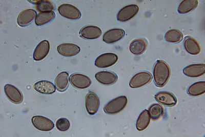 Psilocybe semilanceata 5748167