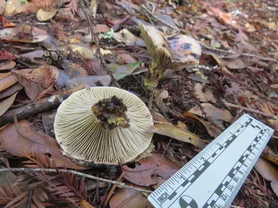 Gomphidius oregonensis 109903066