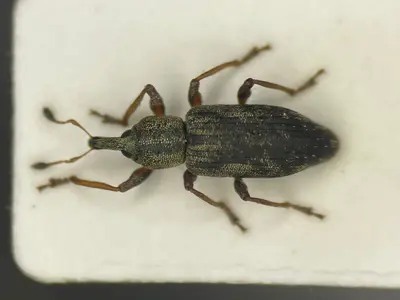 Listronotus lutulentus