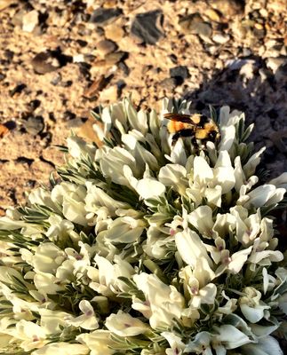 Plains Milkvetch (14326298329)