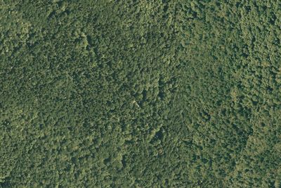 Balsam Group Site
