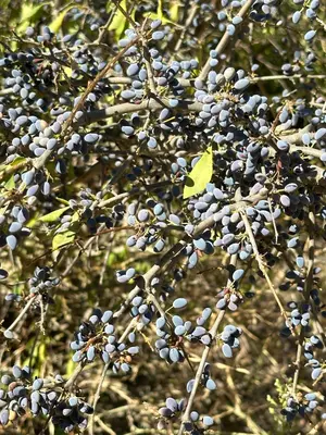 Forestiera pubescens 419448079