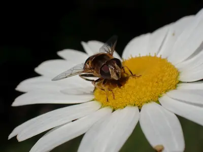Eristalis nemorum 163161176
