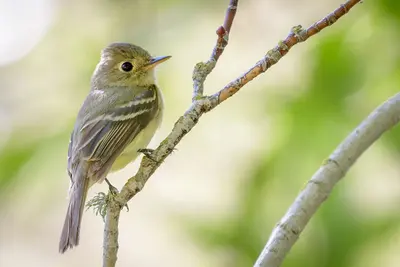 Pacific-slope Flycatcher (42713086431)