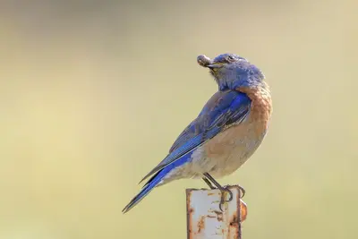Western Bluebird enjoying a pill bug (42573174172)