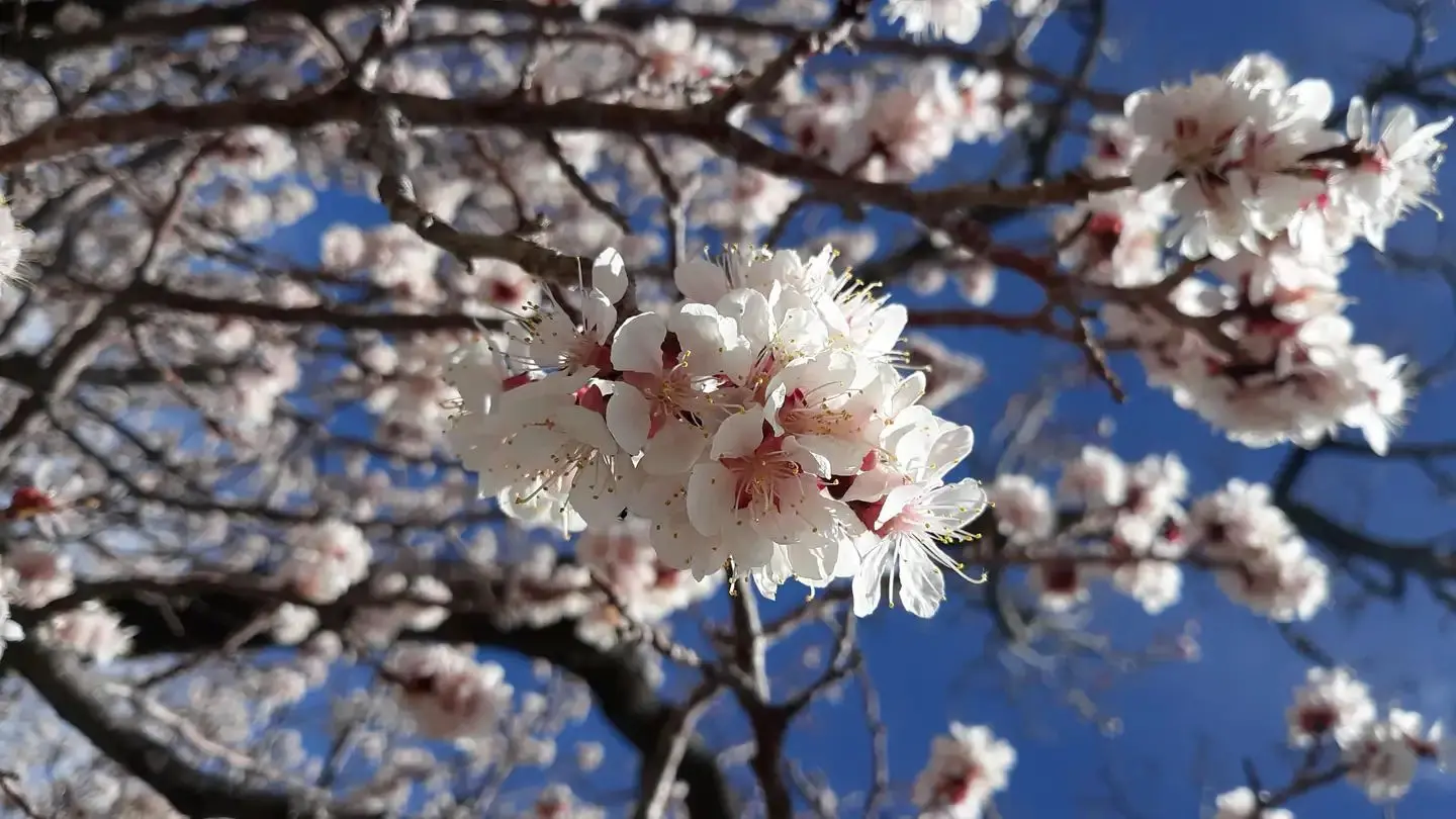 Closeup of white and pink apricot bloom with blue sky behind