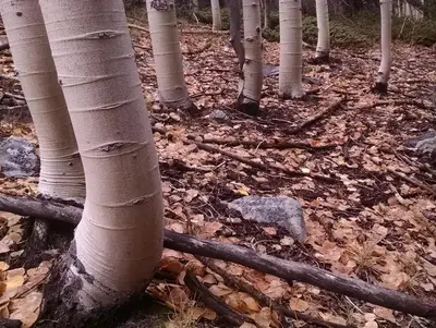 White aspen trunks and fallen leaves