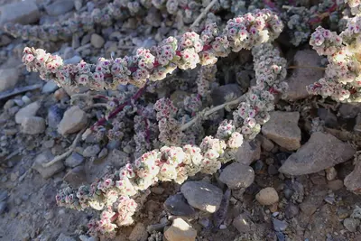Halogeton glomeratus (29241273223)