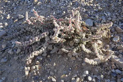 Halogeton glomeratus (29241274093)