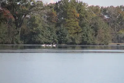 Swans 8649