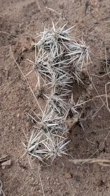 Grusonia clavata 8