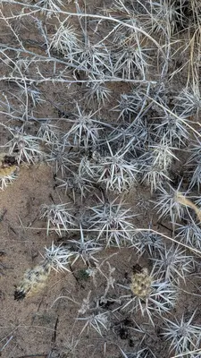 Grusonia clavata 9