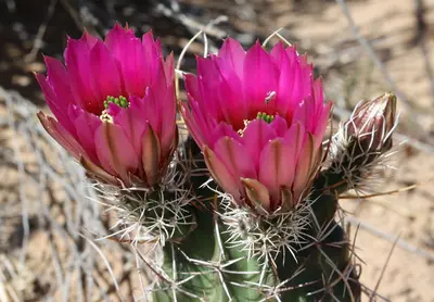 Echinocereus fendleri fendleri 13