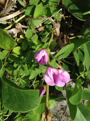 Wild Flowers - panoramio (18)