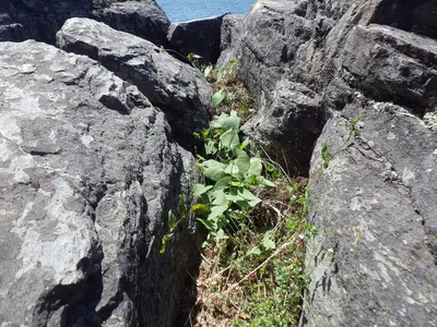 Polygonum convolvulus (7901100452)