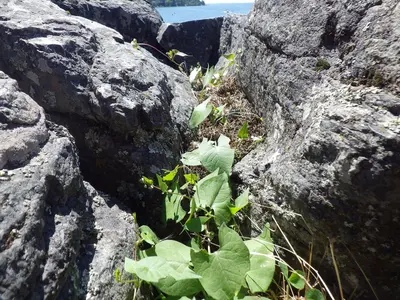 Polygonum convolvulus (7901106268)