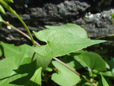 Polygonum convolvulus (7901122064)