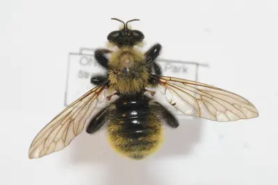 Laphria posticata 265854284