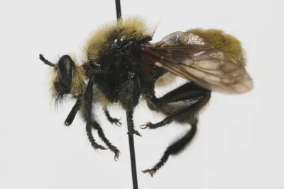 Laphria posticata 265854264