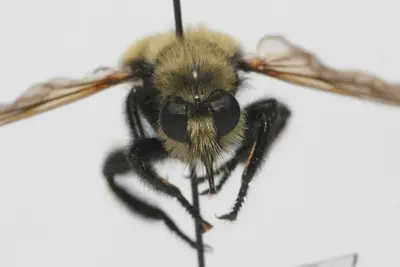 Laphria posticata 265854271