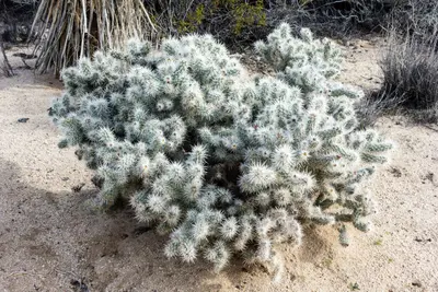 Cylindropuntia chuckwallensis 19
