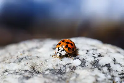 Ladybug in Big Sur River (26687178470)