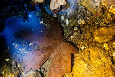 Maple leaf (45620667192)