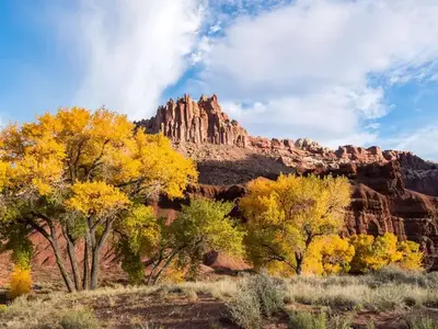 Trees with yellow leaves are centered in the image. Red rock formations rise above the treetops towards a blue sky with puffy clouds. Red clay and desert brush make up the foreground.