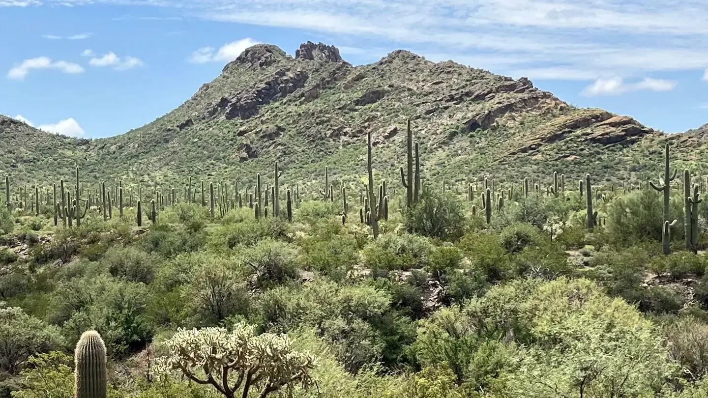 A mountain surrounded by cacti.