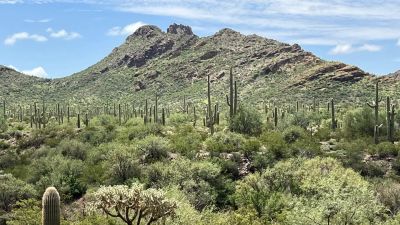 Alamo Canyon Primitive Campground