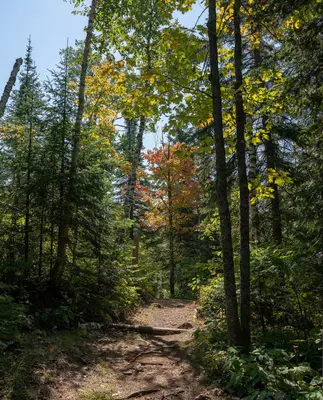 Yellow Birch Hiking Trail at George H. Crosby Manitou State Park, Minnesota's North Shore (30876149987)