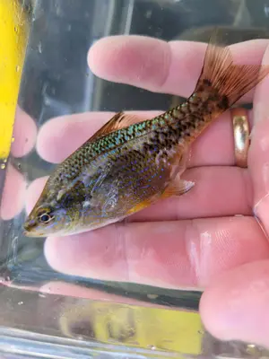 Brachyistius frenatus 330278783