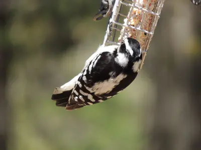 Harrison Park (34595848872)