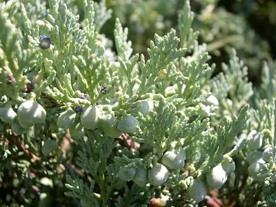 Creeping Juniper (Juniperus horizontalis) at Crandell Campground - Flickr - Jay Sturner