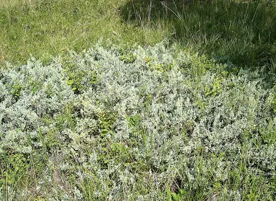 Creeping Juniper (Juniperus horizontalis) at Crandell Campground - Flickr - Jay Sturner (1)