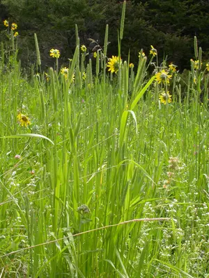 Phleum pratense (3734347568)