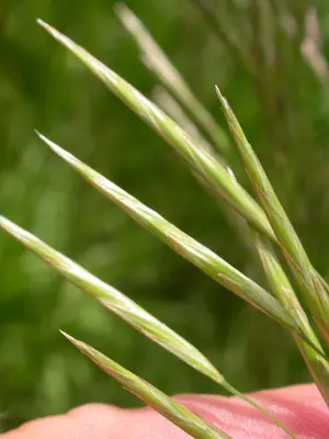 Bromus inermis (3732313236)