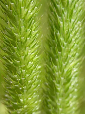 Phleum pratense (3733549201)