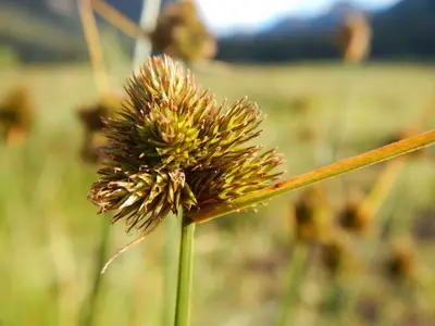 Carex athrostachya (15106151545)