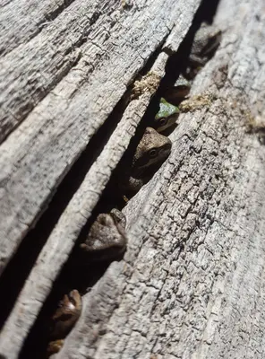 Pseudacris regilla in crack of log