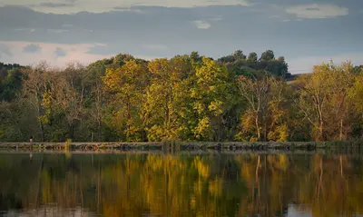 Fall Leaves (51565747182)