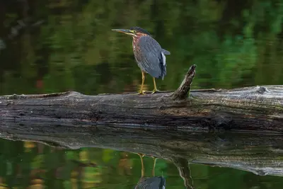 Green Heron (51567230419)