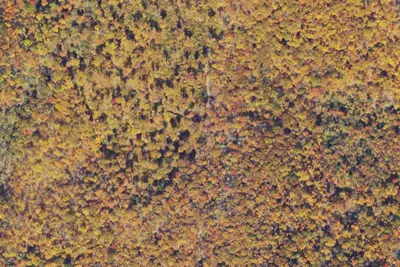 Camp site